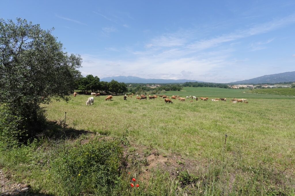 La campagne avant Capmany avec les Pyrénées en toile de fond