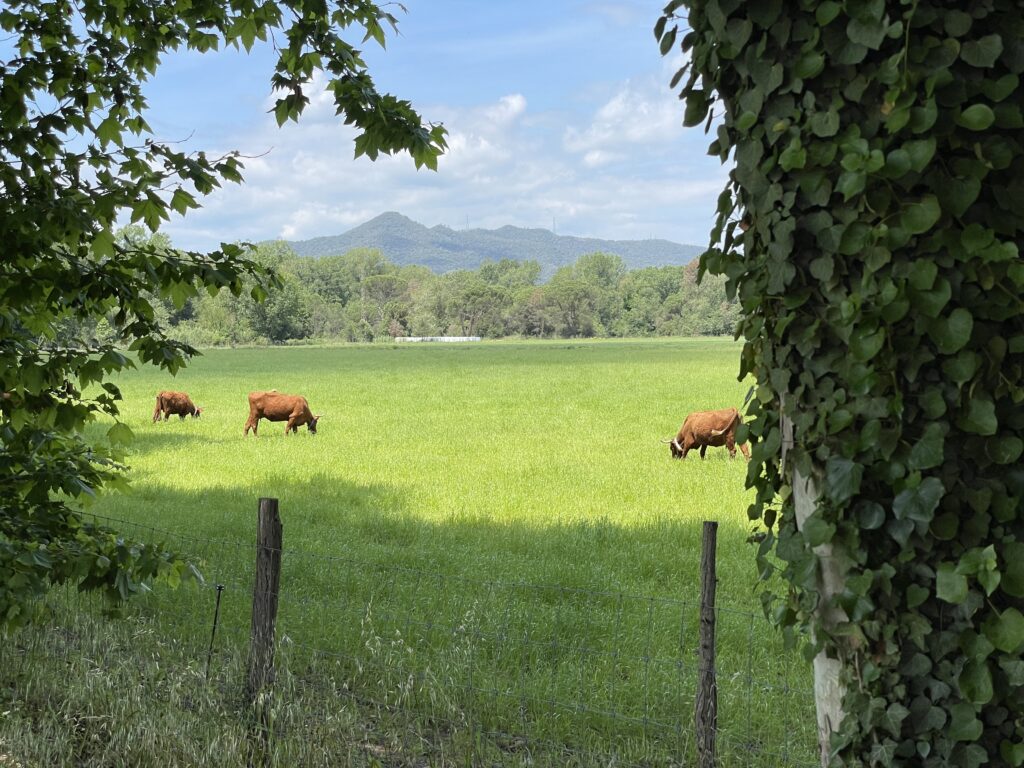 Les premières collines et les premiers pâturages juste après Gérone